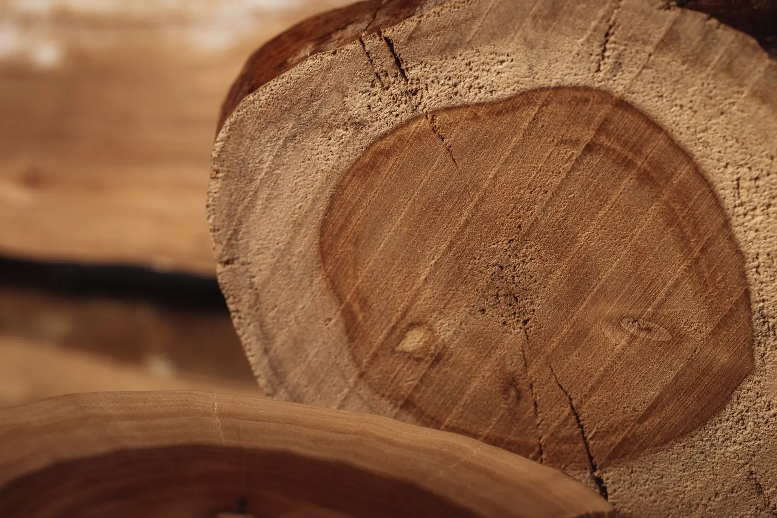 Cross-section of a sandalwood log showing the dark heartwood
