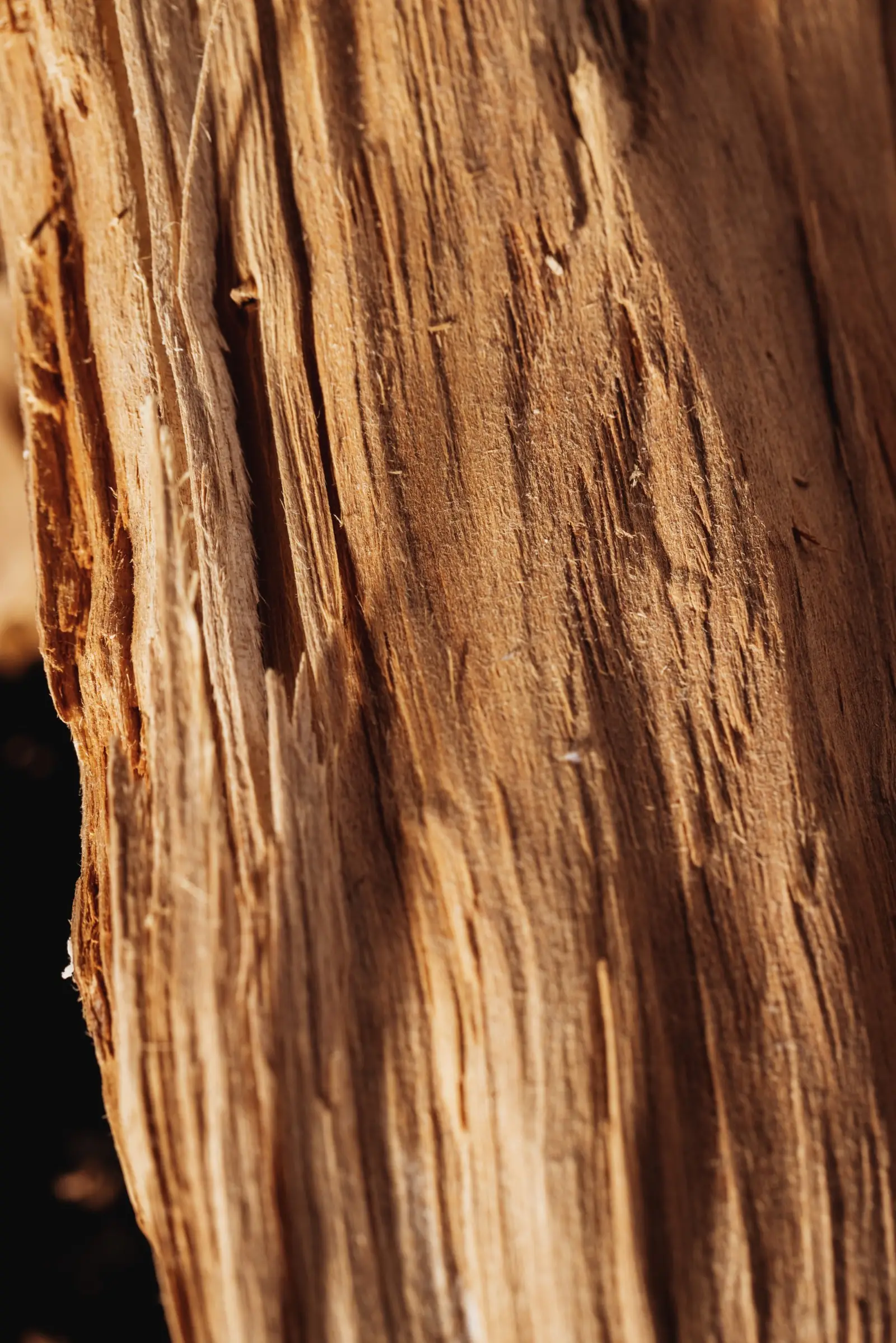Close-up of split sandalwood heartwood grain
