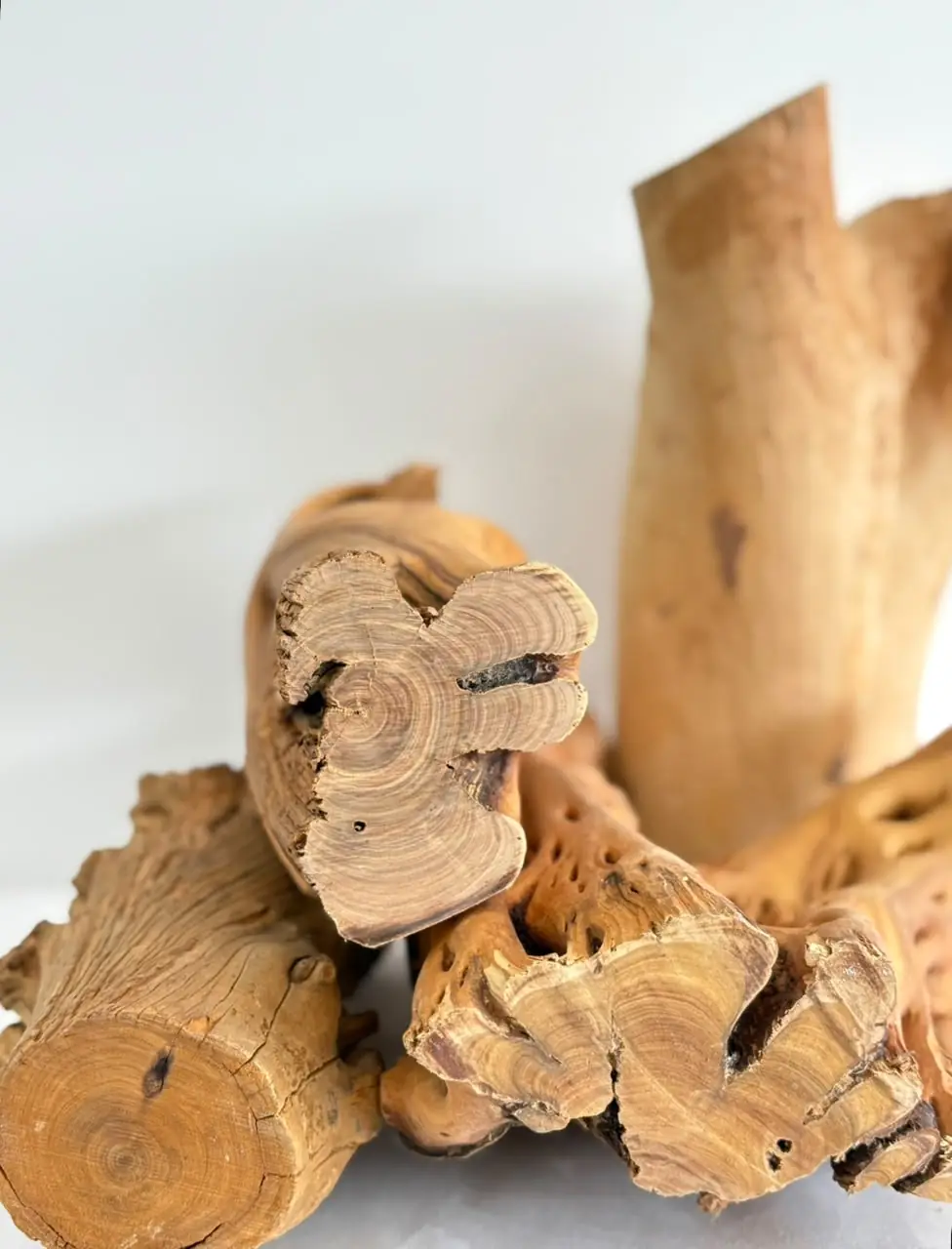 Pieces of Australian sandalwood showing the heartwood rings